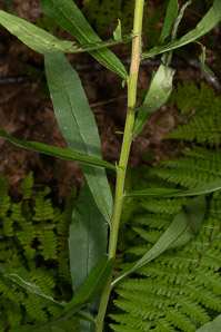 Solidago caesia (wreath goldenrod, blue-stemmed goldenrod, early goldenrod)