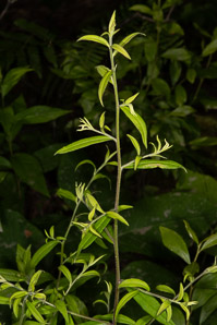 Solidago caesia (wreath goldenrod, blue-stemmed goldenrod, early goldenrod)