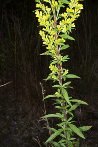 Solidago puberula (downy goldenrod)