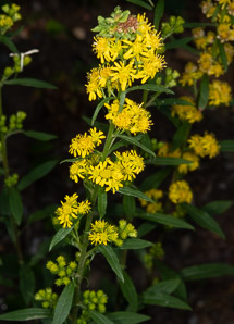 Solidago puberula (downy goldenrod)