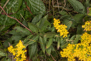Solidago rugosa (rough-stemmed goldenrod, wrinkleleaf goldenrod)