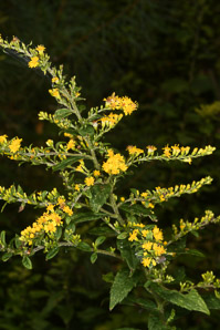Solidago rugosa (rough-stemmed goldenrod, wrinkleleaf goldenrod)