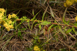 Solidago sempervirens (seaside goldenrod, salt-marsh goldenrod)