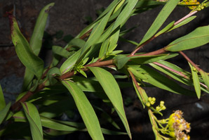 Solidago sempervirens (seaside goldenrod, salt-marsh goldenrod)
