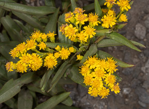 Solidago sempervirens (seaside goldenrod, salt-marsh goldenrod)