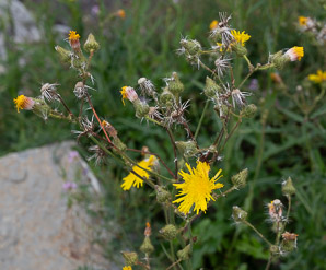 Sonchus arvensis (perennial sowthistle, field milk thistle, field sowthistle, corn sow thistle, dindle, gutweed, swine thistle, tree sow thistle)