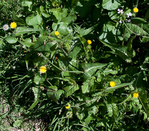 Sonchus asper (spiny-leaved sow-thistle, spiny sowthistle, prickly sowthistle, spiny-leaved sow thistle, rough sow-thistle, rough milk thistle)