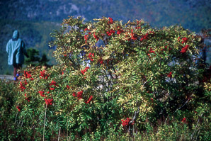 Sorbus americana (mountain ash, American mountain ash)