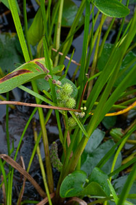 Sparganium americanum (bur reed, American bur-reed)