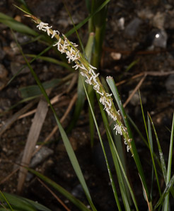 Spartina alterniflora (smooth cordgrass, saltmarsh cordgrass, salt-water cordgrass)