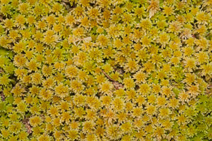 Sphagnum magellanicum (Magellanic bogmoss, Magellan’s sphagnum)