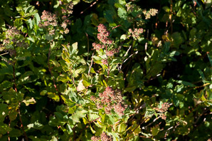 Spiraea alba (meadowsweet, white meadowsweet)