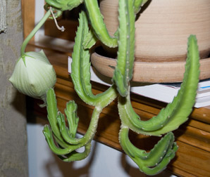 Stapelia gigantea (carrion flower, Zulu giant)