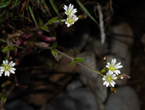 Stellaria graminea (grass-leaf starwort, grass-like starwort, little starwort, common stitchwort, grassleaf starwort)