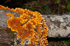 Stereum complicatum (orange crust fungus)