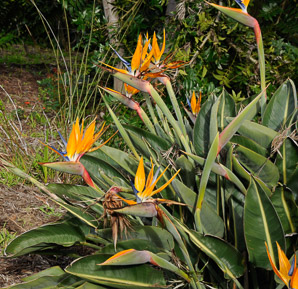 Strelitzia reginae (bird of paradise, bird-of-paradise, crane flower)