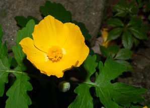 Stylophorum diphyllum (yellow wood poppy, celandine poppy)