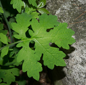 Stylophorum diphyllum (yellow wood poppy, celandine poppy)