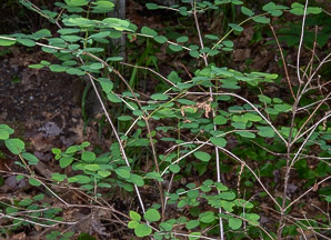 Symphoricarpos albus (common snowberry)