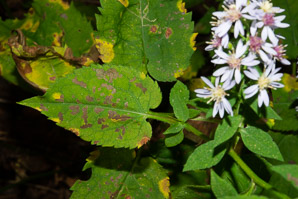 Symphyotrichum cordifolium (heart-leaved aster, broad-leaved aster, common blue wood aster)