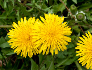 Taraxacum officinale (common dandelion, dandelion)