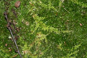 Thuidium delicatulum (delicate fern moss, fern moss, common fern moss, delicate thuidium moss)