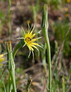 Tragopogon dubius (yellow goatsbeard, yellow salsify, western salsify, western goat’s-beard, wild oysterplant, yellow goat’s beard, goat’s beard, goatsbeard, common salsify, salsify)