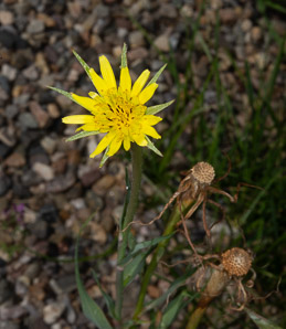 Tragopogon porrifolius (salsify)