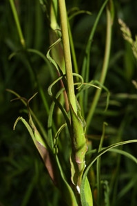 Tragopogon pratensis (meadow salsify, jack-go-to-bed-at-noon, showy goat’s-beard, meadow goat’s-beard, meadow goat’s beard)
