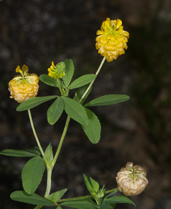 Trifolium aureum (hop clover, large hop clover, large hop trefoil, golden clover)
