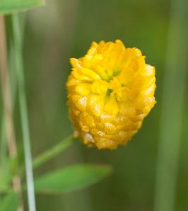 Trifolium aureum (hop clover, large hop clover, large hop trefoil, golden clover)