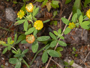 Trifolium aureum (hop clover, large hop clover, large hop trefoil, golden clover)
