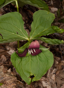 Trillium erectum (red trillium, purple trillium, stinking Benjamin)