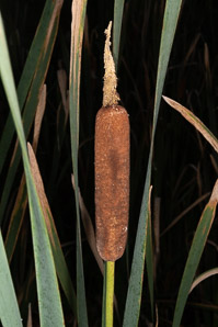 Typha latifolia (common cattail, bulrush, common bulrush, broadleaf cattail, great reedmace, Cooper’s reed, cumbungi, narrow-leaved cattails)