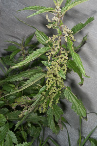 Urtica dioica (stinging nettle, common nettle, California nettle)