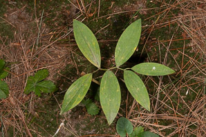 Uvularia sessilifolia (sessile bellwort, wild oats, sessile-leaved bellwort, sessileleaf bellwort)
