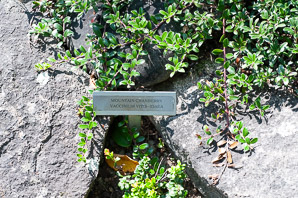 Vaccinium vitis-idaea (lingonberry, mountain cranberry, cowberry, foxberry, red whortleberry, low bush cranberry, low bush partridgeberry, partridgeberry)