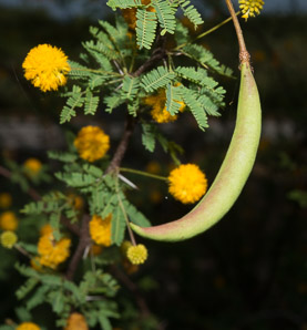 Vachellia farnesiana (mimosa, prickly acacia, sweet acacia, needle bush, huisache)