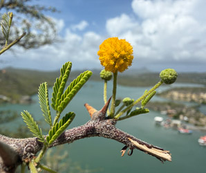 Vachellia tortuosa