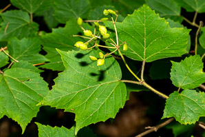 Viburnum acerifolium (maple-leaf viburnum, arrow-wood, maple-leaf arrowwood, maple-leaved viburnum, maple-leaf arrow-wood, mapleleaf viburnum)