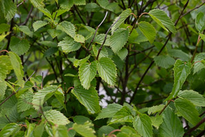 Viburnum dentatum (arrowwood, southern arrowwood)