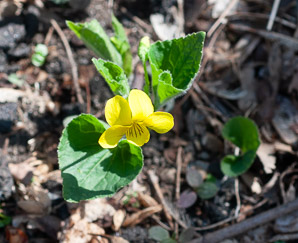 Viola pubescens (common yellow violet, downy yellow violet)