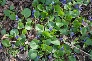Viola sororia (common blue violet, woolly blue violet, common wood violet, broad-leaved wood violet)