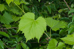 Vitis aestivalis (summer grape, grape)