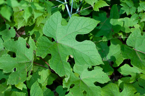 Vitis aestivalis (summer grape, grape)