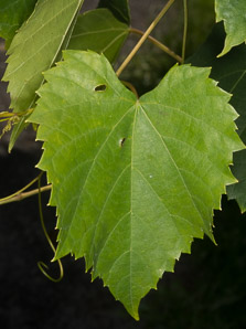 Vitis riparia (riverbank grape)