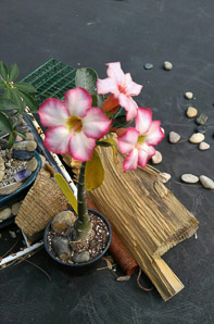 Adenium obesum (desert rose, sabi star, kudu, mock azalea, impala lily, desert-rose)