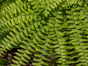 Adiantum pedatum (northern maidenhair fern, northern maidenhair)