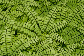 Adiantum pedatum (northern maidenhair fern, northern maidenhair)