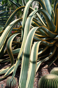 Agave americana (century plant)